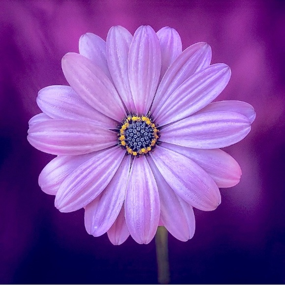 🆕NWOT•Blue & White Plaid 30”x 30" silk blend square Scarf; Boutique - Picture 11 of 15